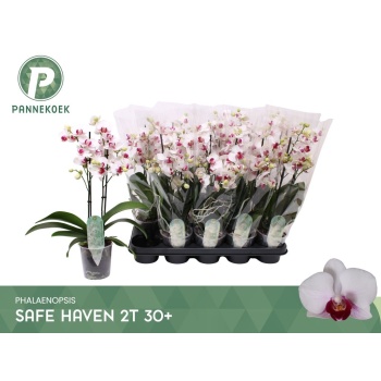 product/img.floraplaza.nl/117779-12-LIVE_fotos-0x972A70FA5626099FEFF11F37E491DC331D7901FB.jpg