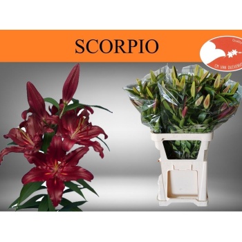 product/img.floraplaza.nl/117791-95-LIVE_fotos-0xE01DF90CA457A8C3E6F40AD350FB901541E1FFA9.jpg