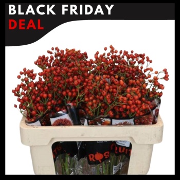 product/img.floraplaza.nl/117881-55-ASSORTI_fotos-MVA-Black Friday 2025-COLORIGINZ_ ROSEBOTTLE ROSEFRUITS 55cm.jpg