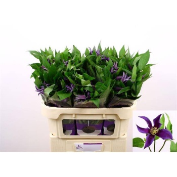 product/img.floraplaza.nl/117969-70-LIVE_fotos-0xE6CE4C65192687DA740399D7FDF01C89672E7DA0.jpg