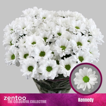 product/img.floraplaza.nl/117977-90G-LIVE_fotos-0x99882FDA3CB4C828DD55BD78F26685564C15BB6C.jpg