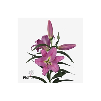 product/img.floraplaza.nl/117994-90-ART_Fotos-VBN-vbn117994.jpg
