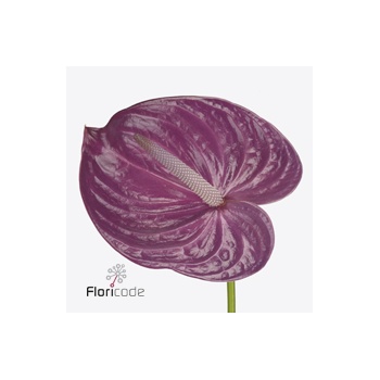 product/img.floraplaza.nl/118139-ART_Fotos-VBN-vbn118139.jpg