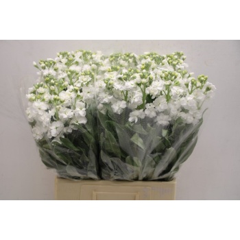product/img.floraplaza.nl/118179-ASSORTI_fotos-TOPB-Matthiola phantom white.JPG