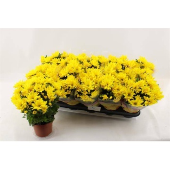 product/img.floraplaza.nl/118348-12-LIVE_fotos-0xF189666DCA023E328FDE68E003BE86B51774E3D1.jpg