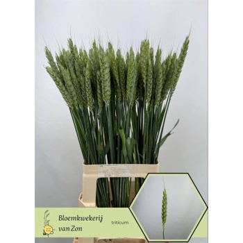 product/img.floraplaza.nl/11835-75-LIVE_fotos-0x6EA346125D1C8FC0044861F7984ADC2E2865CC9F.jpg