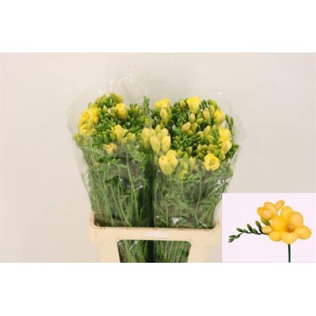 product/img.floraplaza.nl/11844-LIVE_fotos-0xEE59A36A27890E3F1AEF7A84A0FA7F41A6A58530.jpg