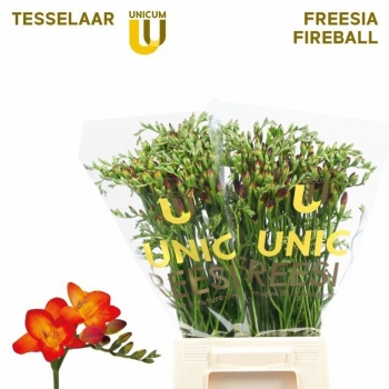 product/img.floraplaza.nl/118508-52-LIVE_fotos-0xB7917F69DAC8B7BA7B54D2B445393414CB02A92C.jpg