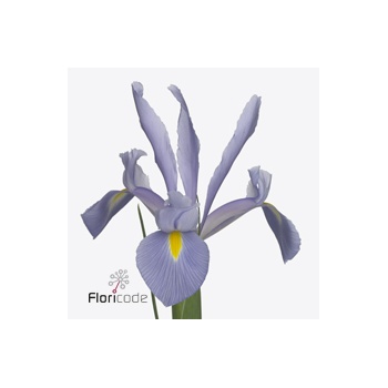 product/img.floraplaza.nl/118510-ART_fotos-VBN-vbn118510.jpg