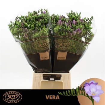 product/img.floraplaza.nl/118519-50-LIVE_fotos-0x8AFD44098F0725FB1281B21DBFFF68B9AF898B91.jpg