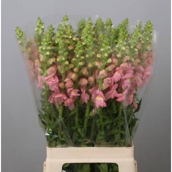 product/img.floraplaza.nl/118691-70-LIVE_fotos-0xF9698C7689BCD67127B83F966F92637DD8378E6B.jpg