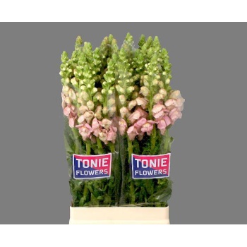 product/img.floraplaza.nl/118691-75-LIVE_fotos-0x1F60F721860FAD43AA5F0C9E86F9D944B2884487.jpg
