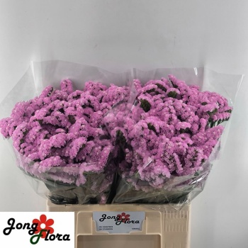product/img.floraplaza.nl/118716-60-LIVE_fotos-0x580356BAEA00F6410EB5AF3A4EBA5D1765FA5573.jpg