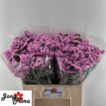 product/img.floraplaza.nl/118716-60-LIVE_fotos-0x75198408FB8729CE782168973E8CDAF6CE02A3A2.jpg