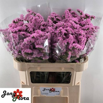product/img.floraplaza.nl/118716-70-LIVE_fotos-0x3B747C2D5BD036394128BE76863688E1FB250EB5.jpg