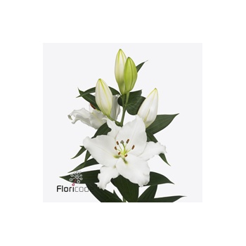 product/img.floraplaza.nl/118778-90-ART_fotos-VBN-vbn118778.jpg