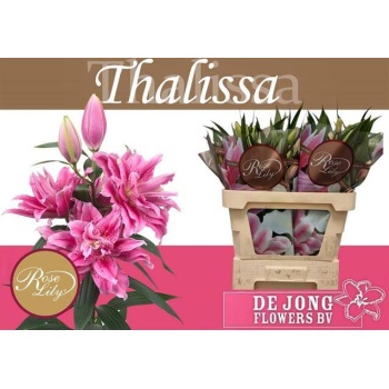 product/img.floraplaza.nl/118788-80-LIVE_fotos-0x9AFBC5475902F1DC9652DC5EB69ADD74931FC054.jpg