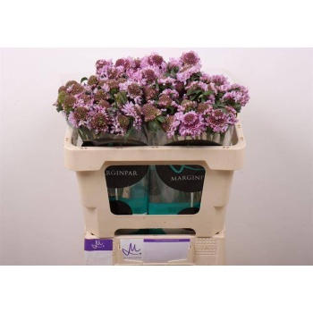 product/img.floraplaza.nl/118848-50-LIVE_fotos-0x94EA2917F4113EB238D240858E95044CEAF4A13F.jpg product/img.floraplaza.nl/118848-50-LIVE_fotos-0x94EA2917F4113EB238D240858E95044CEAF4A13F.jpg