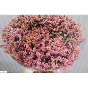product/img.floraplaza.nl/118859-65-LIVE_fotos-0xAB907862A6BE56D333AC88ACACBEE92804AC4166.jpg