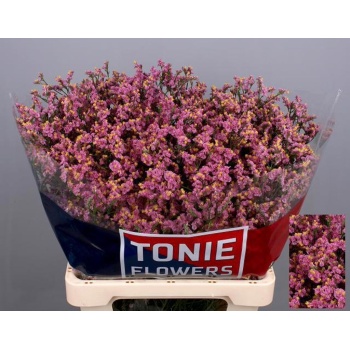 product/img.floraplaza.nl/118859-65-LIVE_fotos-0xD037F977D07C5F79D6FE80258164628084E7E14A.jpg