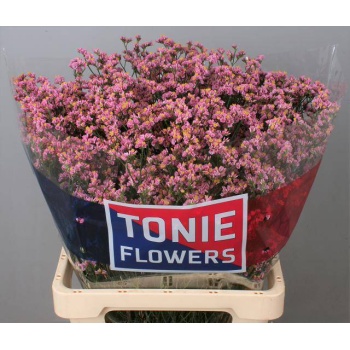 product/img.floraplaza.nl/118859-75-LIVE_fotos-0xC8997AF961E524F6A1BBA8E971CFAB9446276EC9.jpg