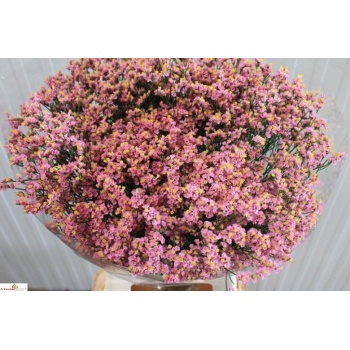 product/img.floraplaza.nl/118859-75-LIVE_fotos-0xF630A1A4B60FFF739CD8ADC230CE73F331E54281.jpg