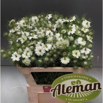 product/img.floraplaza.nl/118873-70-LIVE_fotos-0x83C59DD0D281EF31ED0C4D420EFEBEC426B40523.jpg