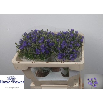 product/img.floraplaza.nl/118932-45-LIVE_fotos-0xC7BE263ADE4F4B5AEC601C74FDB4D09111FD1AE8.jpg