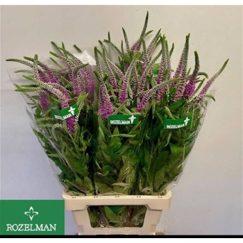 product/img.floraplaza.nl/118935-80-LIVE_fotos-0xF4EBDE8EF1AC90051D980C8C86F7EFC5646E59F7.jpg