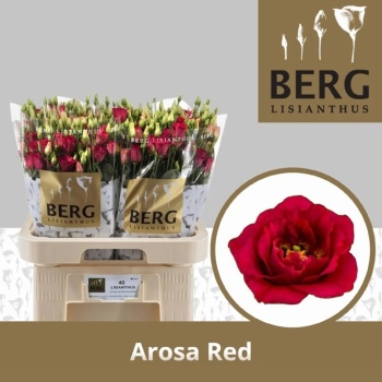 product/img.floraplaza.nl/118958BERG-LIVE_fotos-0x01BBAE101D3B73050E116AF0A5FF49F297493A18.jpg