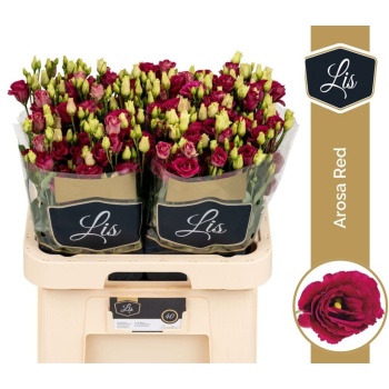 product/img.floraplaza.nl/118958LIS-LIVE_fotos-0x4E820B49BBD09692986637D84C6593748F77AE67.jpg