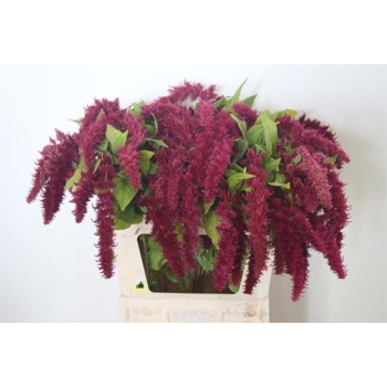 product/img.floraplaza.nl/119014-80-ASSORTI_fotos-MVA-Amaranthus Red Spider.jpg product/img.floraplaza.nl/119014-80-ASSORTI_fotos-MVA-Amaranthus Red Spider.jpg