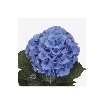 product/img.floraplaza.nl/119129-60-ART_Fotos-VBN-vbn119129.jpg