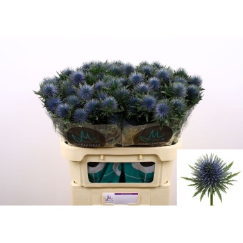product/img.floraplaza.nl/119160-70-LIVE_fotos-0x068CD6E9CE20296956A6683DA3FFB4BDC0C85DD1.jpg