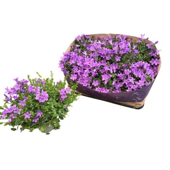product/img.floraplaza.nl/119180-510-LIVE_fotos-0x041420B53BEFA2F83E821F8C44B68CDE76A8A864.jpg