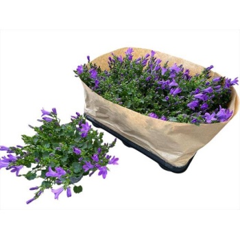 product/img.floraplaza.nl/119180-510-LIVE_fotos-0x59CF7FB7A74AA6B43878772077E5014EFB56A0DE.jpg