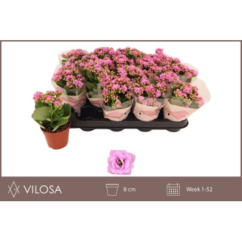 product/img.floraplaza.nl/119217-8-LIVE_fotos-0x4B34C035845AE0D4149AE66813AEF35E1EB0EA29.jpg
