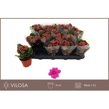 product/img.floraplaza.nl/119218-8-LIVE_fotos-0xDAF3139DC946D1931CC99A8F4E5B7D3BCB99C4CC.jpg