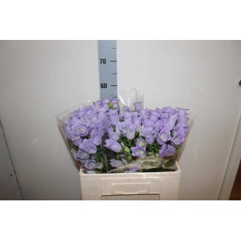 product/img.floraplaza.nl/119220-50-LIVE_fotos-0x9120421A0D9757D68F78B6EECFDB9D866D7CBC96.jpg