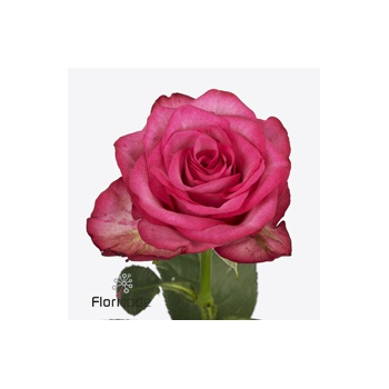 product/img.floraplaza.nl/119257-50-ART_fotos-VBN-vbn119257.jpg