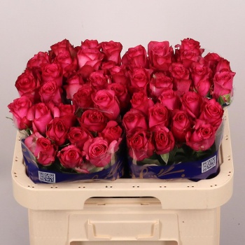 product/img.floraplaza.nl/119257-60-LIVE_fotos-0x515A87C4076FC0D8BE8C68ADB300B2B958FFCE2C.jpg