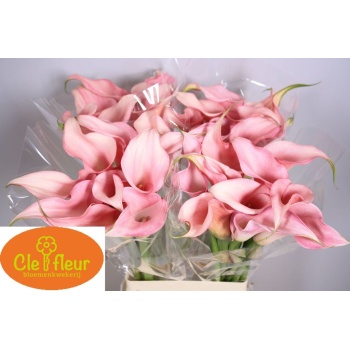 product/img.floraplaza.nl/119283-70-LIVE_fotos-0xF0D0F8B8F34BDF91AAF803DC03D7E70B8753955C.jpg