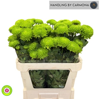 product/img.floraplaza.nl/119296-50G-LIVE_fotos-0xAF0AD4AEB6A37FA899DA6DE3558037A044637070.jpg