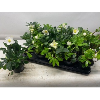 product/img.floraplaza.nl/119298-12-LIVE_fotos-0xB4AADDAA70567F876EB931AC8ACCAEEA2D4623F0.jpg