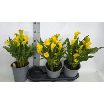 product/img.floraplaza.nl/119315-19-LIVE_fotos-0x4BC00D9D11A327B76292C4EDCBC31D678FA7DDA6.jpg
