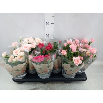 product/img.floraplaza.nl/119387-510-LIVE_fotos-0x4C79610C8944AC5ACD559D259E0FDBE48FFEDB08.jpg
