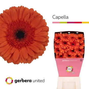 product/img.floraplaza.nl/119430-50-LIVE_fotos-0x999F3F9AC4CC7A9CA92C243897FA83760A9BEABD.jpg