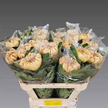 product/img.floraplaza.nl/119453-80-LIVE_fotos-0xBC2830ADA95AE7921944053085FFC8AFAC26ED66.jpg