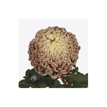 product/img.floraplaza.nl/119453-85-ART_fotos-VBN-vbn119453.jpg