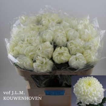 product/img.floraplaza.nl/119454-80-LIVE_fotos-0x28E51FD1F0C3161E60CB7F7DEA9B81D431F049F7.jpg
